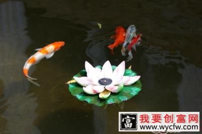 锦鲤在中国的发展历史