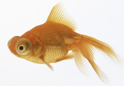 jinyu.png