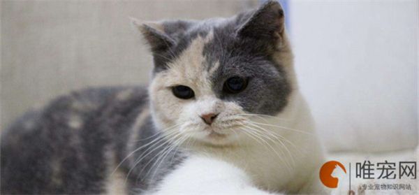 宠物体检去哪儿做 