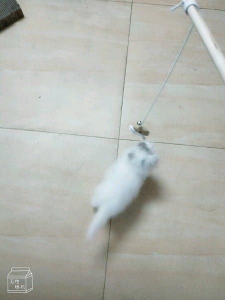 打疫苗时宠物店老板直呼赚大了