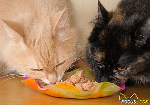 【美食攻略】自制猫咪爱的吃鸡肉拌饭