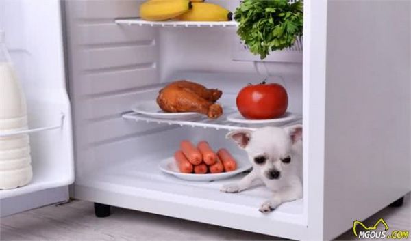 有助犬毛发亮泽的，6种健康食物，普通家庭都有