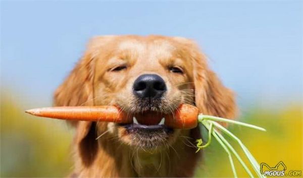 有助犬毛发亮泽的，6种健康食物，普通家庭都有