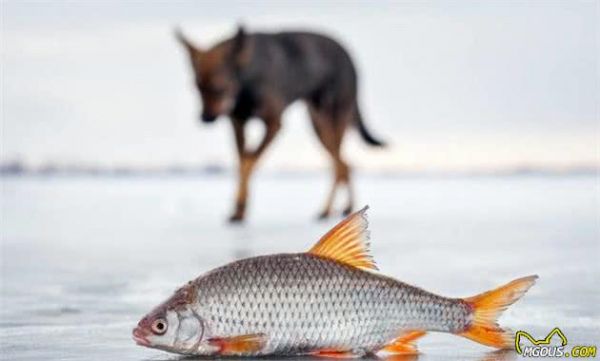 有助犬毛发亮泽的，6种健康食物，普通家庭都有