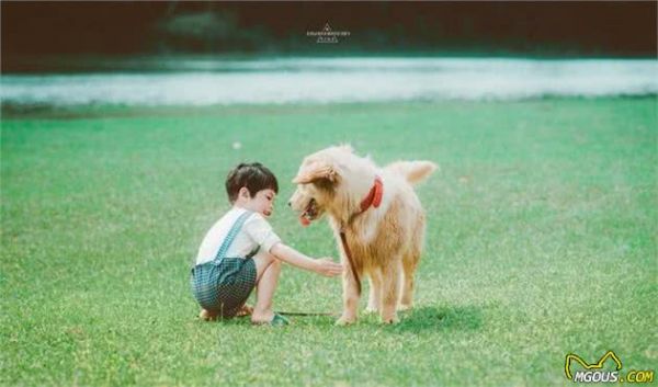有助犬毛发亮泽的，6种健康食物，普通家庭都有