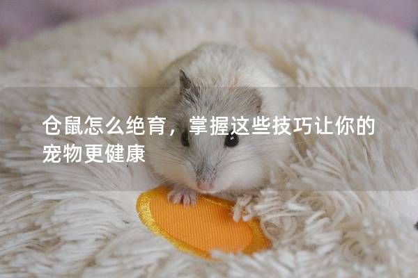 仓鼠怎么绝育，掌握这些技巧让你的宠物更健康