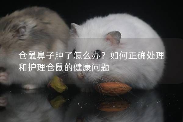仓鼠鼻子肿了怎么办？如何正确处理和护理仓鼠的健康问题