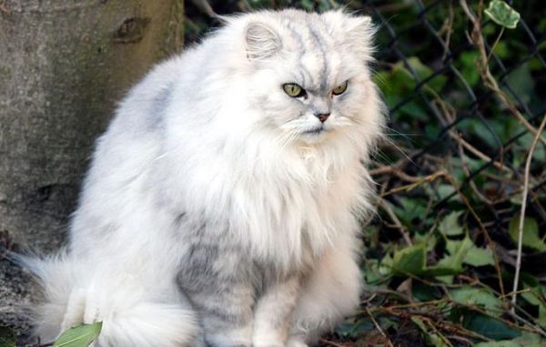 白色金吉拉猫