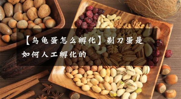 【乌龟蛋怎么孵化】剃刀蛋是如何人工孵化的文章配图