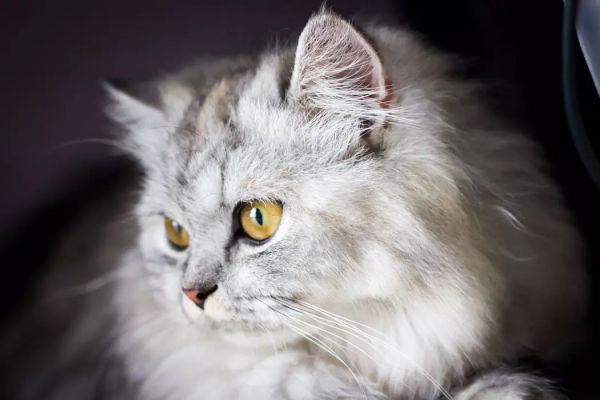 猫的特点有哪些