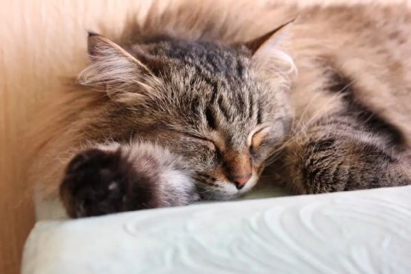 猫的特点有哪些