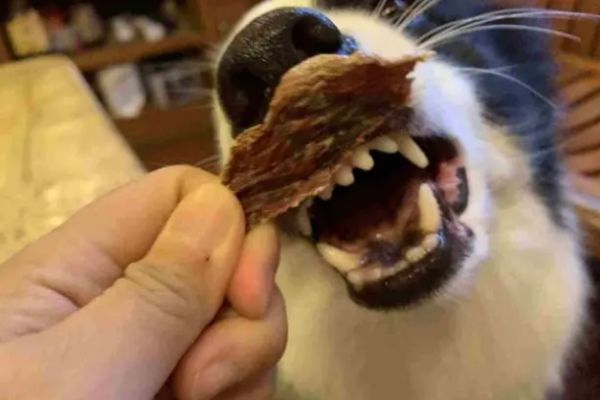 给狗狗吃零食的注意事项，速来看！