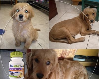 狗狗微量元素吃多少合适？如何正确补充？