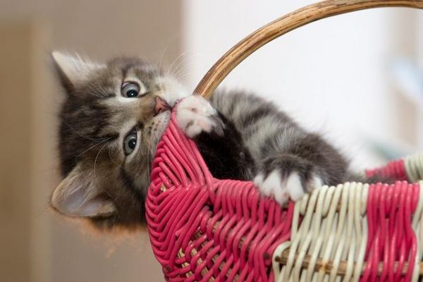 猫咪舔塑料袋原因