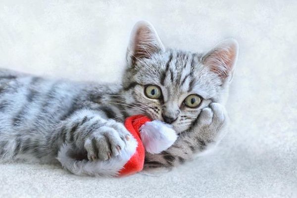 猫咪吃塑料袋原因