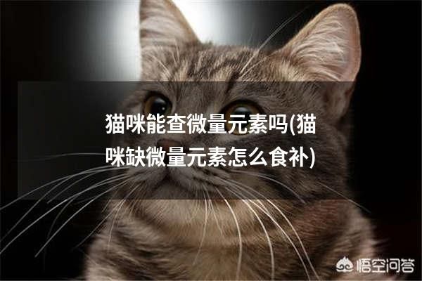 猫咪能查微量元素吗(猫咪缺微量元素怎么食补)