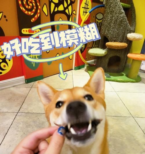 狗狗贫血食补方法有哪些？如何通过饮食改善狗狗贫血状况？