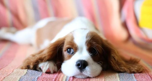 狗狗贫血食补方法有哪些？如何通过饮食改善狗狗贫血状况？