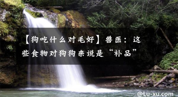 【狗吃什么对毛好】兽医：这些食物对狗狗来说是“补品”，现在喂还来得及文章配图