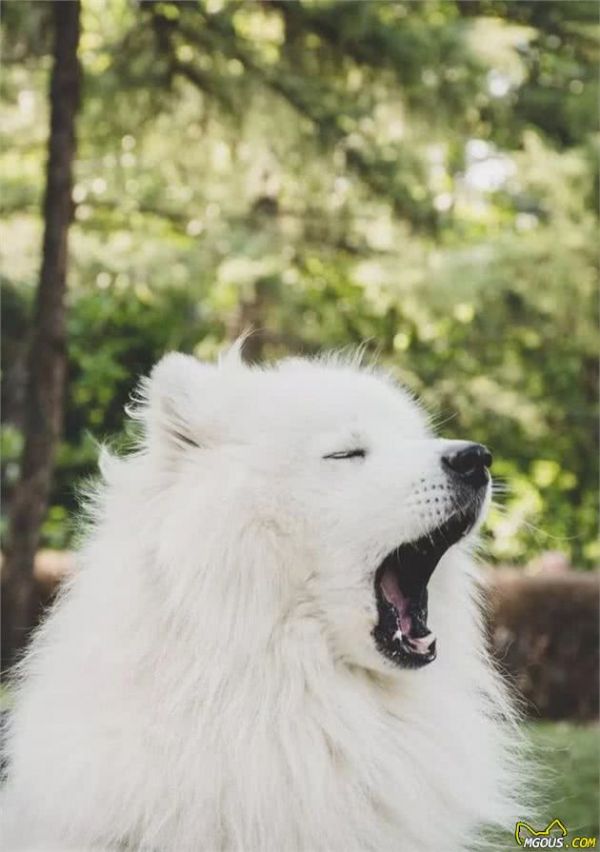 狗狗怎么拍？把握这几点，拍出如此生动的狗狗不是难事！