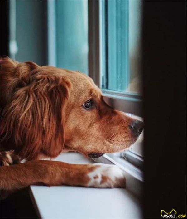 狗狗怎么拍？把握这几点，拍出如此生动的狗狗不是难事！