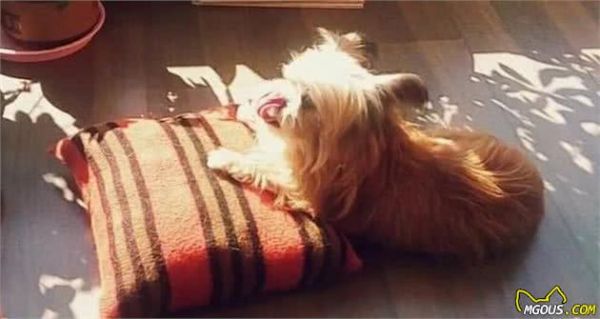 狗狗怎么拍？把握这几点，拍出如此生动的狗狗不是难事！