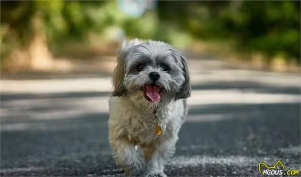 狗狗怎么拍？把握这几点，拍出如此生动的狗狗不是难事！