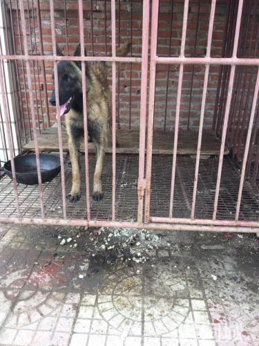 7个半月马犬低价出售1000