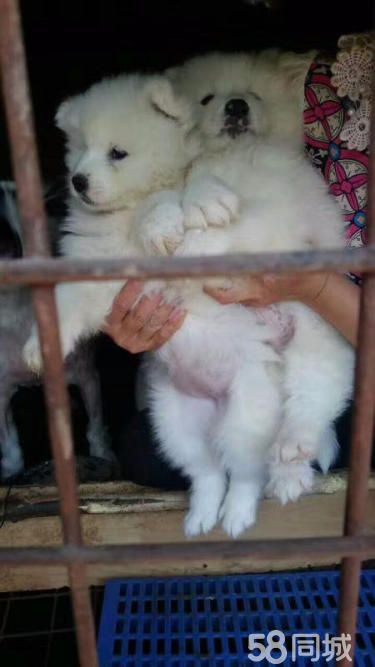 “微笑天使”萨摩耶/犬舍开业/价格美丽/可视频挑选