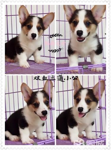 CKU犬舍出售双血统柯基！