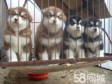 阿拉斯加 暑期大放送 价格优惠 喜欢的来