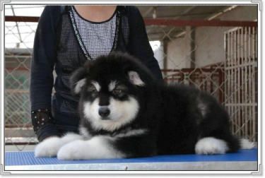 阿拉斯加犬性格忠实活泼、充满活力,忍耐力强。