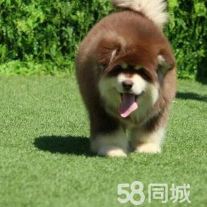 阿拉斯加、三针做齐带证书、可送货上门、保纯种健康