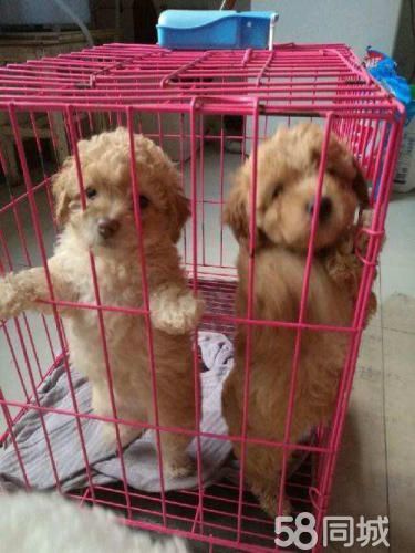 爱Ta，就送Ta心爱的狗狗~泰迪。
