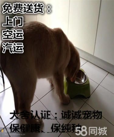 纯种大头金毛健康质保公母都有 欢迎选购疫苗已做好