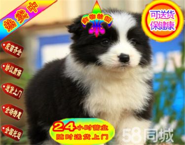 纯种边牧三通七白品相好边境牧羊犬幼犬赛级血统