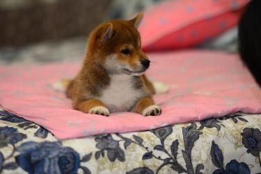 纯种可爱的 柴犬是自己家里,打好针的,很迷人可爱的
