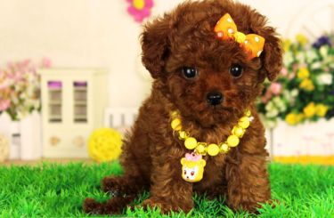 纯种韩系泰迪幼犬健康质保 购买可签订协议