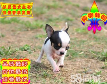 纯种苹果头墨西哥吉娃娃成年不过三斤可送货上门挑选