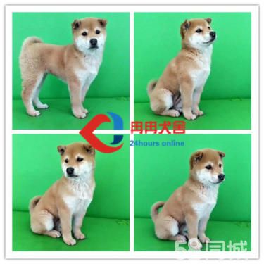 纯种日本柴犬找新家了 拥有很好的品质,让您爱不释手