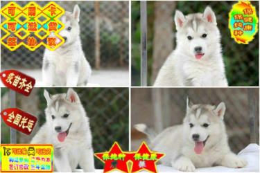纯种三把火蓝睛哈士奇幼犬 疫苗齐全 可上门挑选