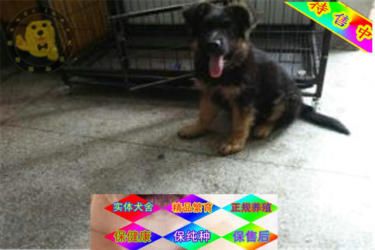 德国牧羊犬 犬舍直销 血统纯正 品相好 包健康