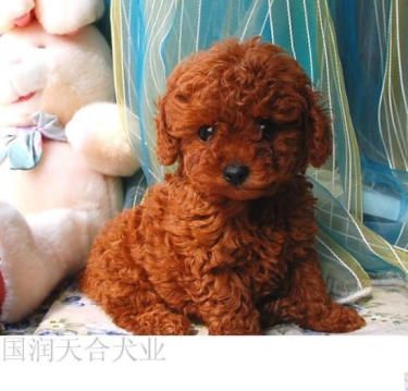 狗厂十周年大型活动，精品泰迪特惠价，包健康送礼品