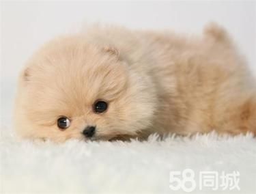 哈多利版球型博美宝宝 可爱至极 纯正血统 完善服务