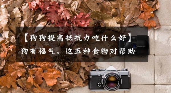【狗狗提高抵抗力吃什么好】狗有福气。这五种食物对帮助狗“抵抗疾病”很有效文章配图
