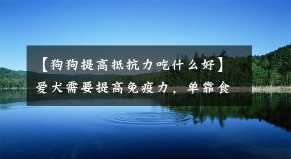【狗狗提高抵抗力吃什么好】爱犬需要提高免疫力，单靠食补是不够的，三种方式的结合效果更好！文章配图