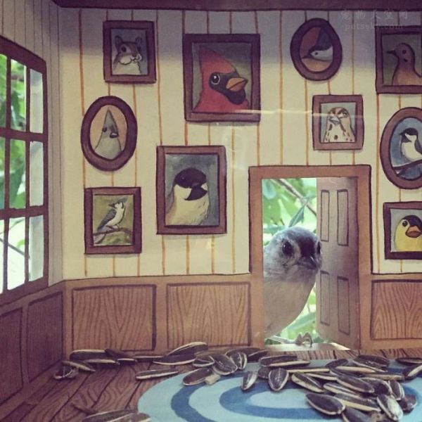 为野外的鸟儿做了一个豪华小屋 她是我见过最懂爱的爱鸟人