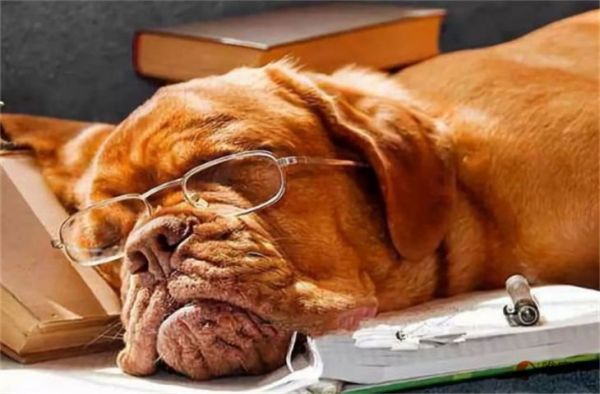 老年犬需要补钙吗 吃哪个牌子钙片好