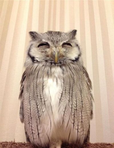 推主noantica家里养了一只宠物猫头鹰,每当要工作的时候,它就会跑到工作台上陪着主人,最喜欢被主人用笔抚摸头部,一旦满足后就会出现迷の笑颜...好萌!