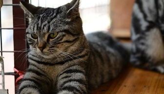 拼多多可以买到正规的美国短毛猫吗?